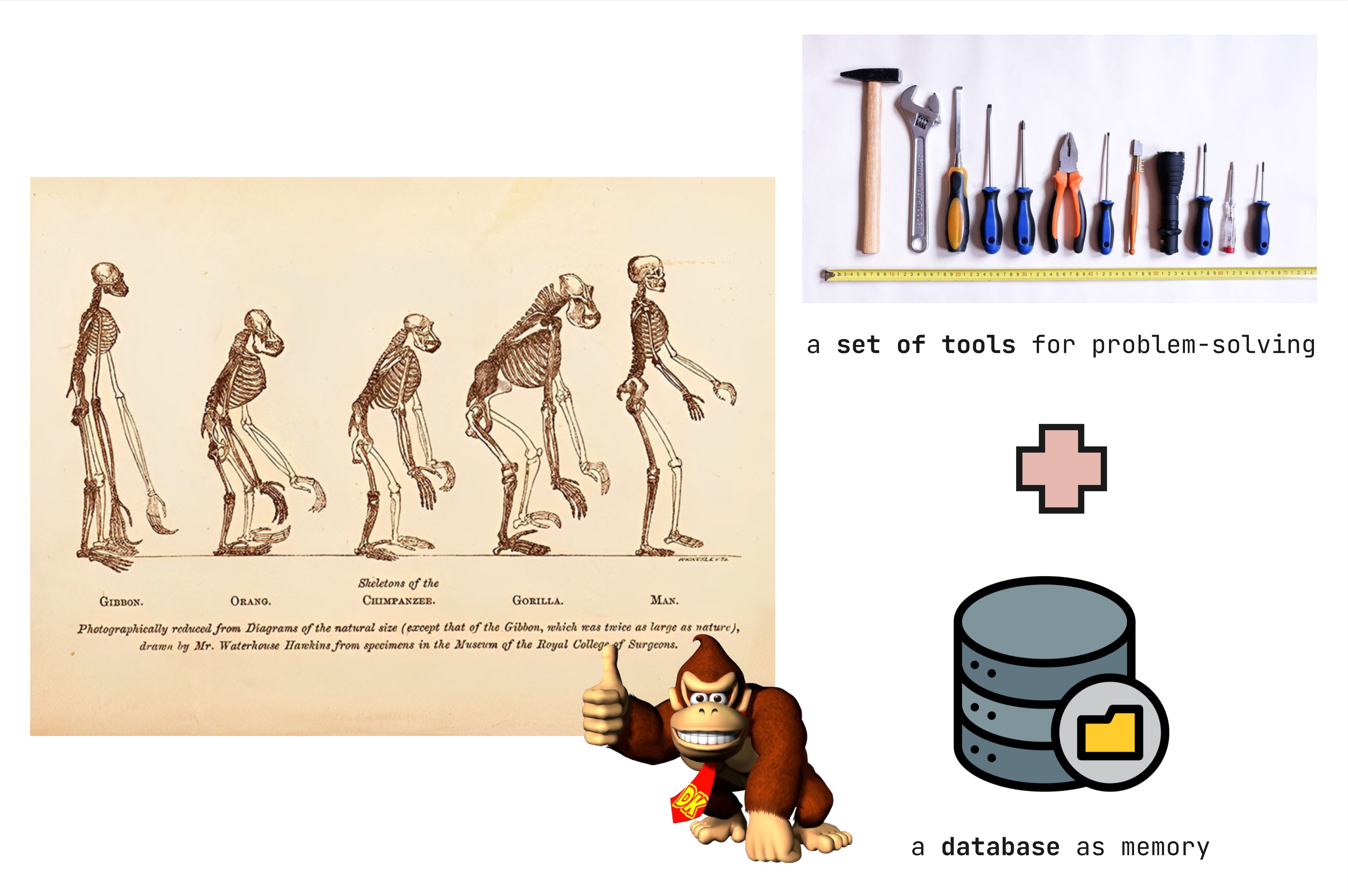 evolution